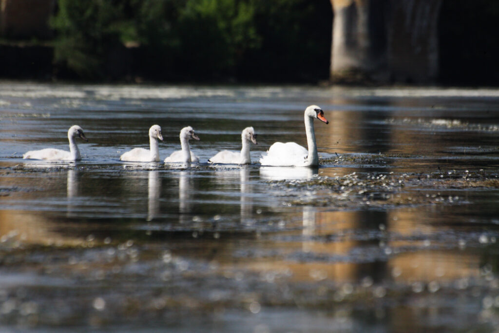 A swan family is swimming on the Dordogne River in south-central and southwest France.
