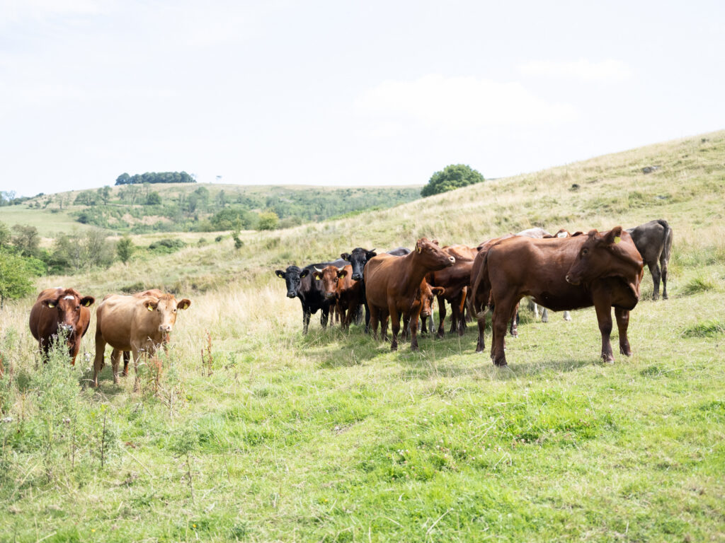 UK: Cityscapes to Landscapes