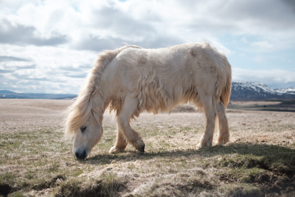 Iceland: The land of Volcanoes