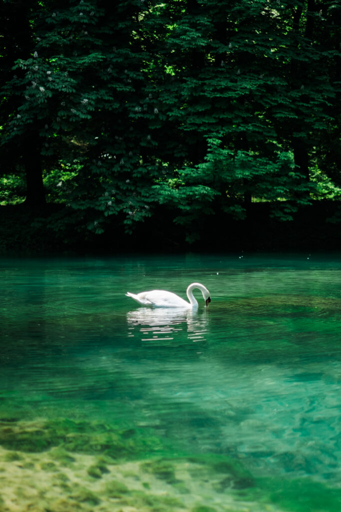 Bosnia: Historical Axis