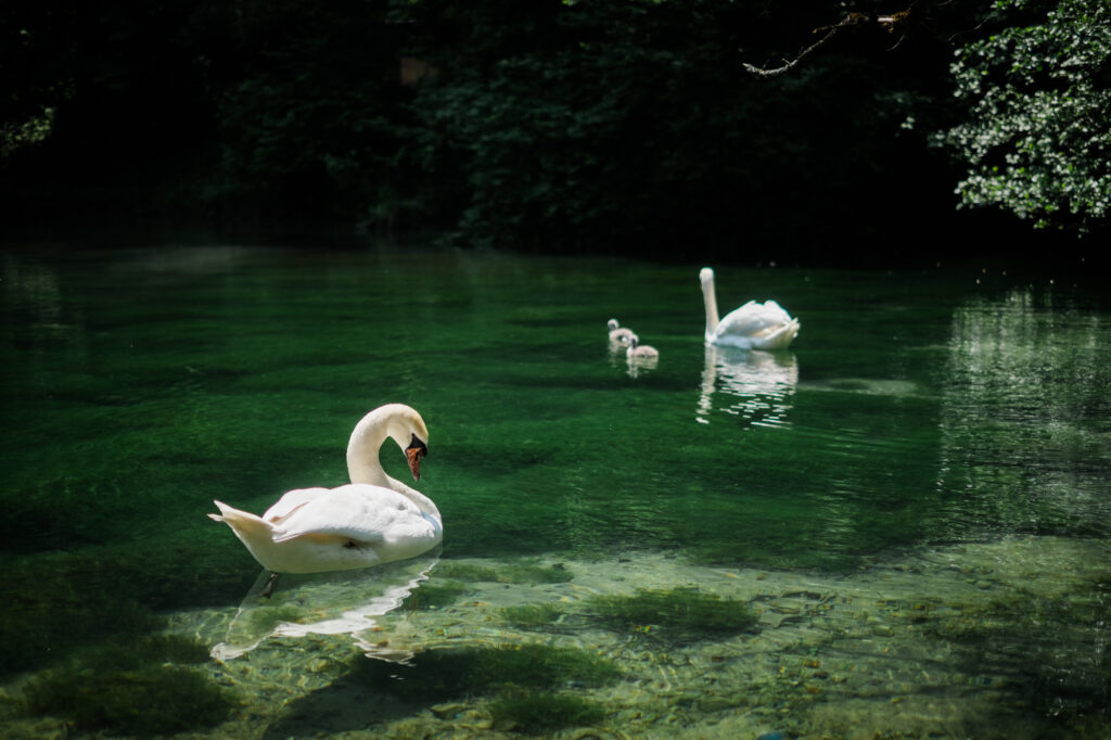 Bosnia: Historical Axis